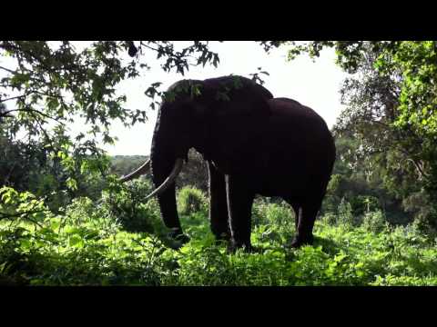 Elephant by Our Campsite in Ngorongoro, Tanzania