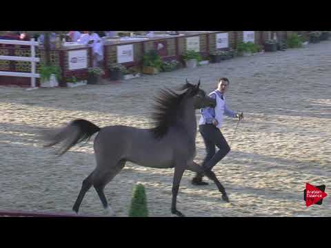 N.37 FURLA J - 2019 Qatar International show - Fillies 2 Years Old (Class 2)
