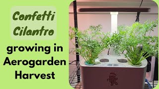 Grow Confetti Cilantro in Aerogarden Harvest, frilly leaves but same taste and flavor