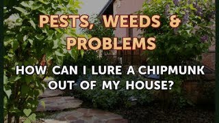 How Can I Lure a Chipmunk Out of My House?