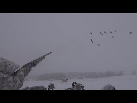 download lagu mp3 mp4 Cooking Canada Goose, download lagu Cooking Canada Goose gratis, unduh video klip Cooking Canada Goose