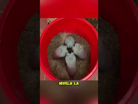 Increible talento para crear sus propias decoraciones de cemento 😱🛠️