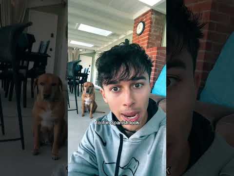 My dog is billingual #funny #relatablestories #storytelling