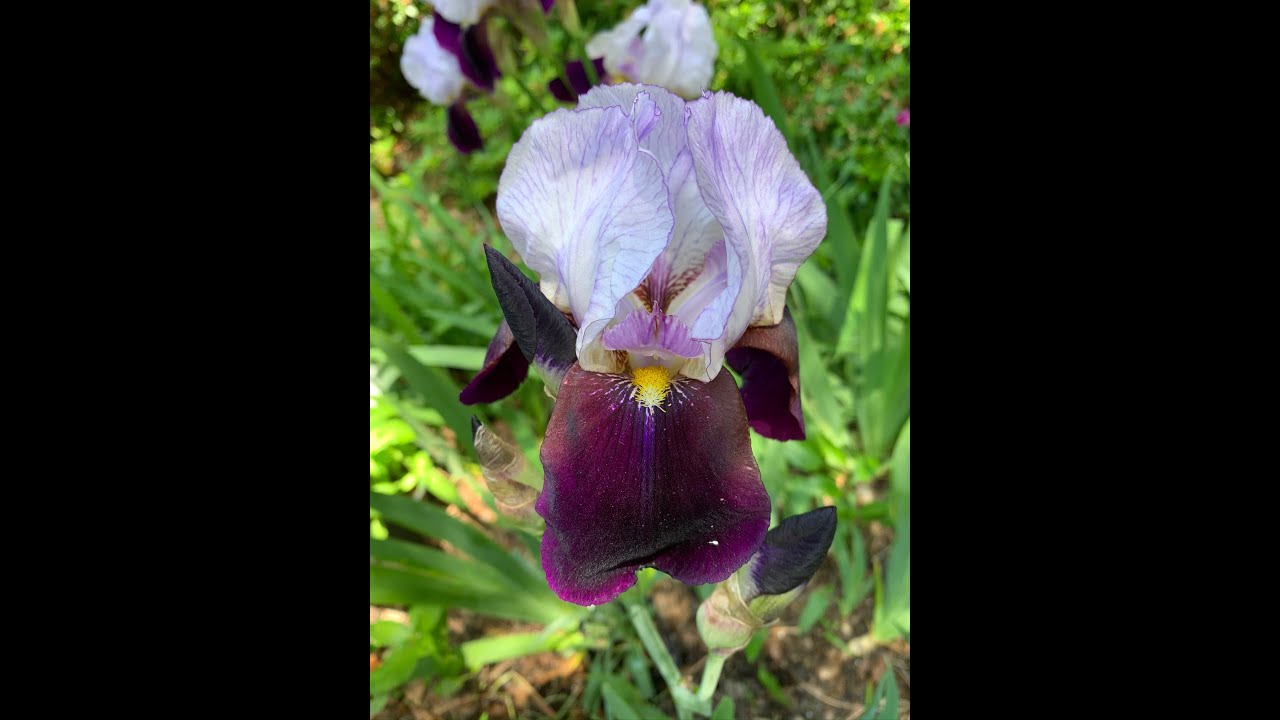 Bearded Iris Plant Profile