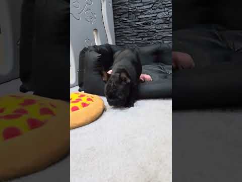 Video 1