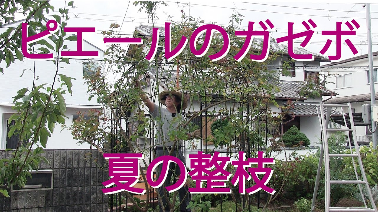 【ピエール・ド・ロンサール】６年経過したピエールを復活する夏の整枝