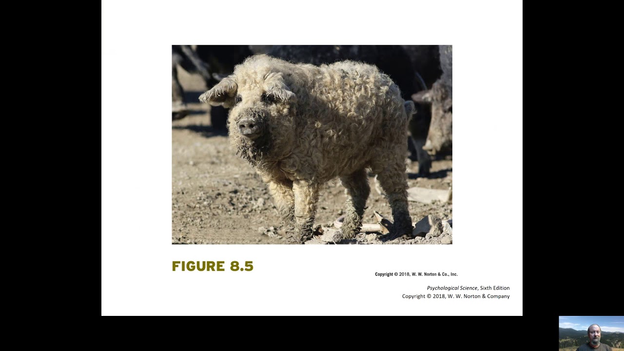 Chapter 8 Thinking, language, and intelligence