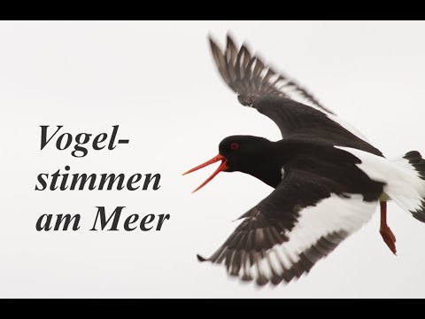 Vogelstimmen am Meer, 17 Vögel an der See, Vogelrufe, bird call on the sea, Möwengeschrei, sea gull