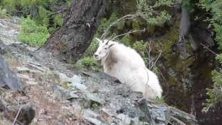 preview picture of video 'A Montana Mountain Goat'
