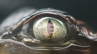 Glimpse of Us by Joji but it&#39;s Slow Dancing in the Dark