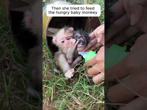 Helping Stranded Monkeys!