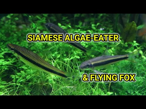 Siamese Algae Eater & Flying Fox Fish [Best Algae...