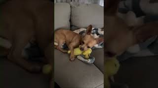 Video preview image #1 Chihuahua Puppy For Sale in San Jose, CA, USA