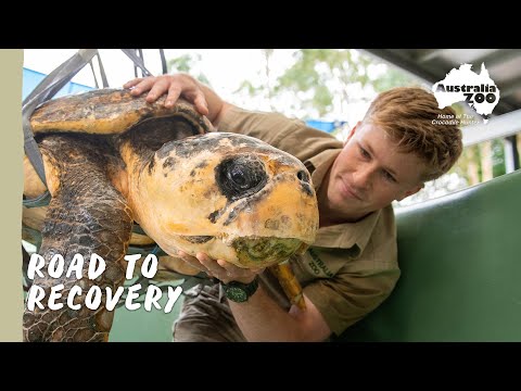 Rehabilitating a Stranded Loggerhead Turtle | Wildlife Warriors Missions