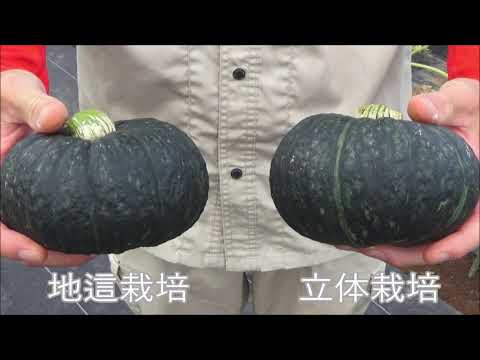 最高のかぼちゃの品種が一目で分かる 植物