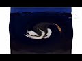 Pingu Intro In My G Major 440 Reversed