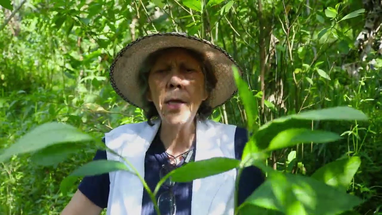 FIBROMIALGIA: DOR DE ALMA | DORES PELO CORPO INTEIRO | ESSAS DUAS ERVAS MEDICINAIS VÃO TE AJUDAR