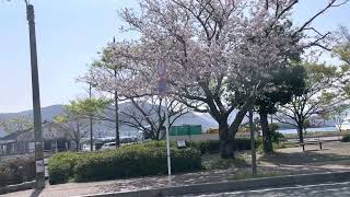 【下関市】観音崎公園の桜
