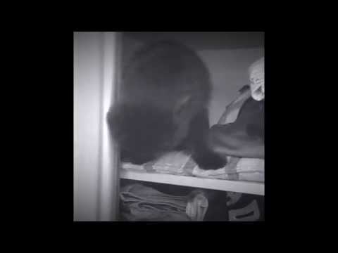 LLOYD W. | LITTLE BLACK PANTHER