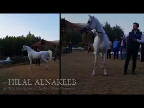 Hilal alnakeeb present in alward arabian stud