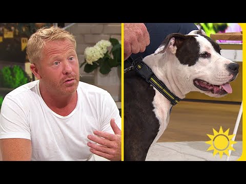 Så tränar du hunden till passiviet och att vara ensam hemma | Nyhetsmorgon | TV4 & TV4 Play