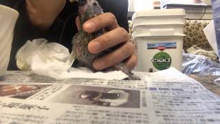 Hand feeding to Dusky headed Conure シモフリインコの挿し餌