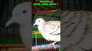 Download lagu Suaranya🔊 Lantang Menantang Lawan Bikin Emosi❗ #perkututlokalgacorsuarapanjang #ketitir mp3 Download lagu Suaranya🔊 Lantang Menantang Lawan Bikin Emosi❗ #perkututlokalgacorsuarapanjang #ketitir mp3