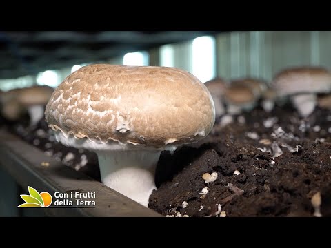 , title : 'Funghi: il cibo del futuro'