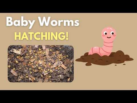 Worm Cocoon Nursery | Adding Red Wiggler Cocoons To Nursery
