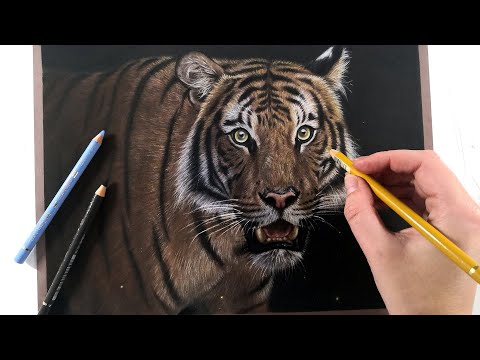 Drawing a realistic tiger in Colored pencil on Pastelmat