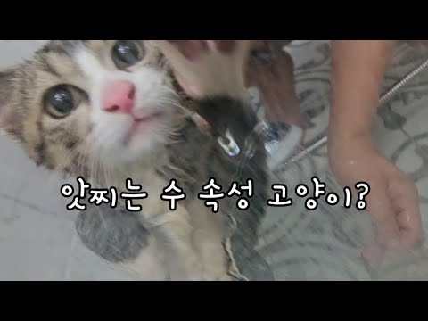 앗찌는 수 속성 고양이?