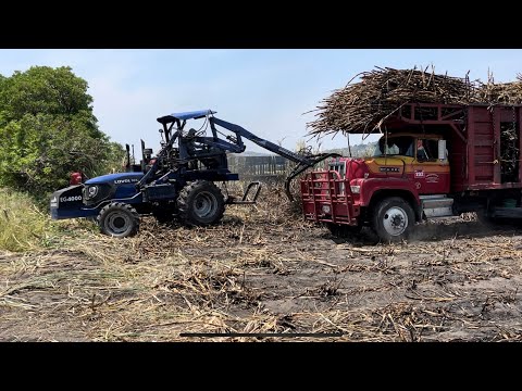 The sugarcane harvest in Morelos: this is how they cut and harvest sugarcane.