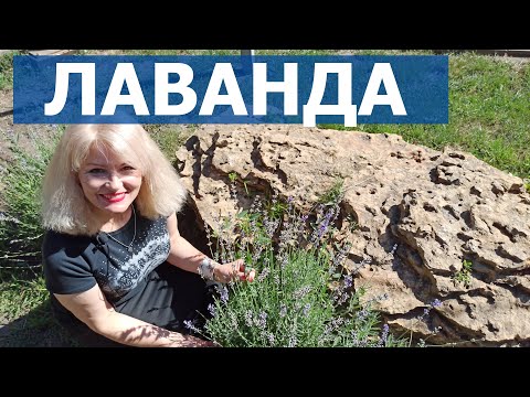 Лаванда посадка и уход. Все о лаванде