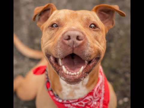 Pistolpoppin38 - Dog 