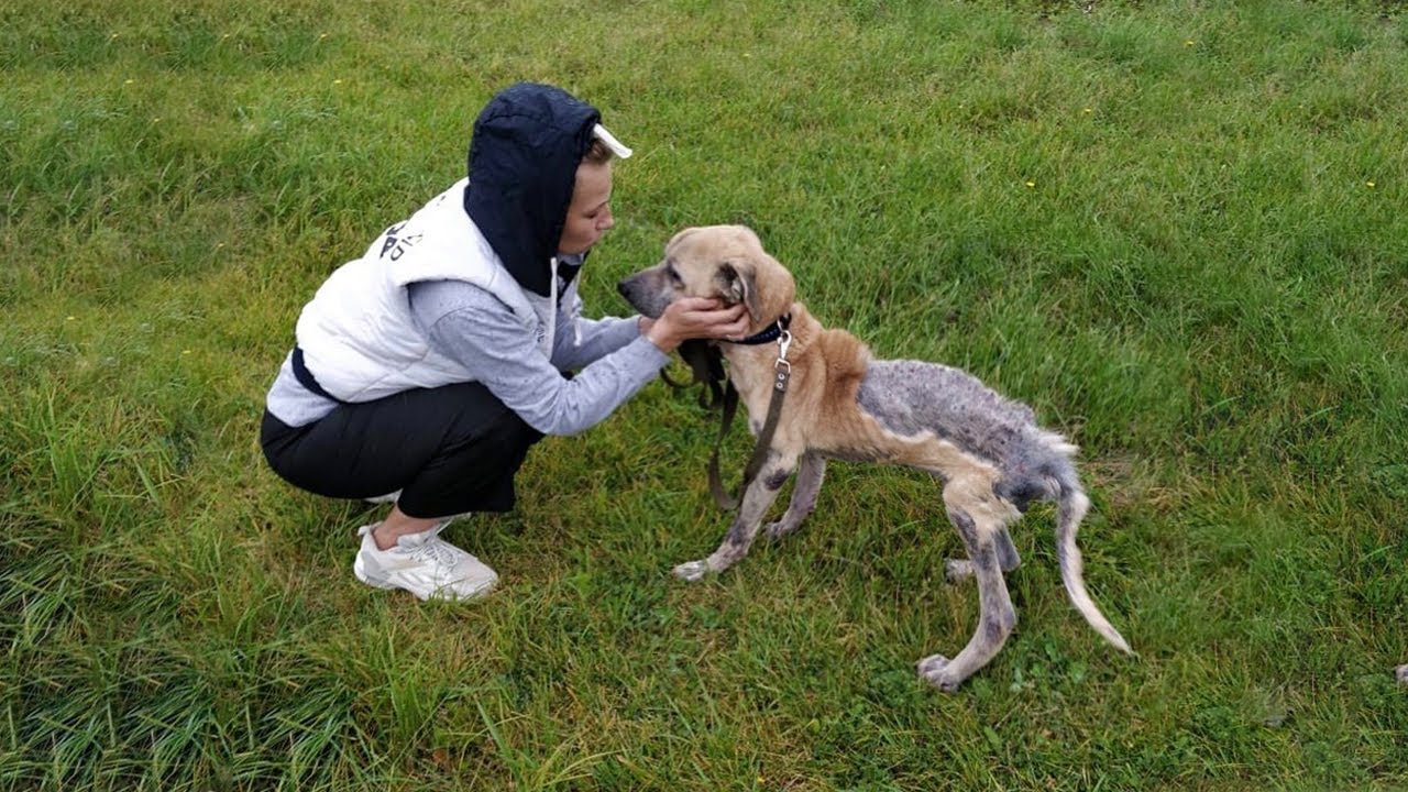 Skinny Dog Ran Up to Hug Me, Kissed Me, And Then Followed Me—And The Rest Is History