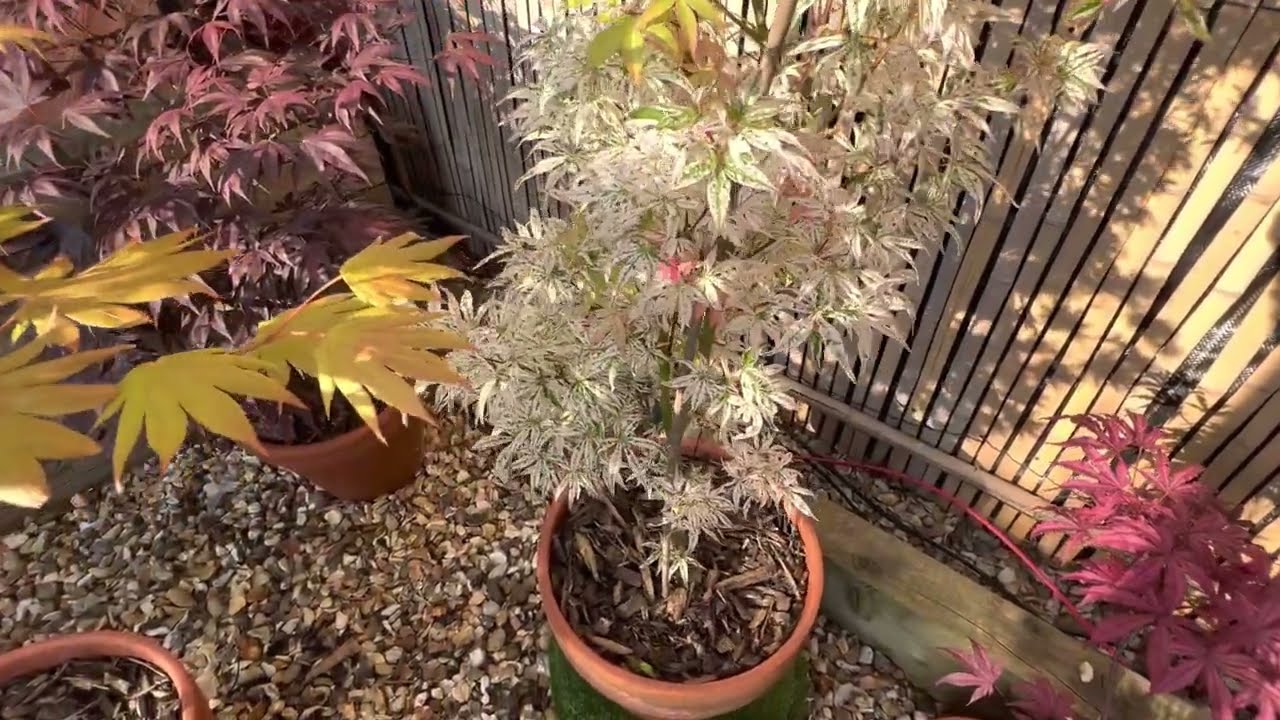 Japanese Maple, Acer Ukigumo. Shade loving and looks spectacular, a must have for Maple collectors!