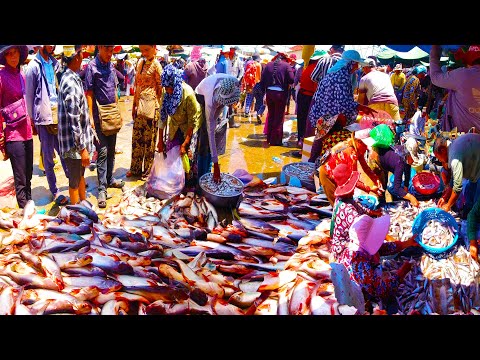 Fish Market Scenes and People Activities​   Ever Seen Largest Fish Distribution in Cambodian