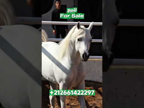 Arabian Horse for sale 🐎✨ AARON ME grandson of MARWAN AL SHAQAB. 📌 #arabianhorse #arabians #horses