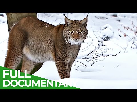 Fighting for Endangered Species