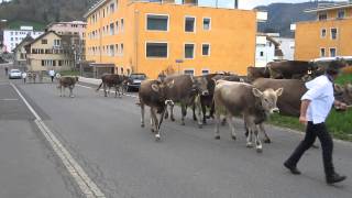 preview picture of video 'Alpauffahrt in Einsiedeln, Switzerland, 4. Mai 2013'