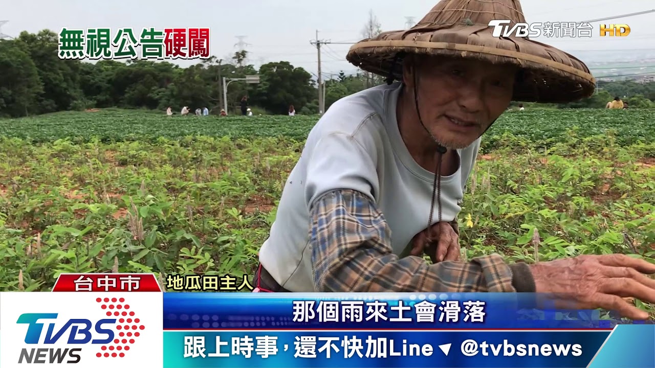 田間「綠色瀑布」成拍照熱點 農民:別踩作物