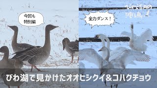 【特別編】びわ湖で見かけたオオヒシクイ&コハクチョウ【びわ湖の渡り鳥2022】