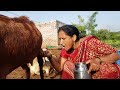 Milk Making Vlog ️