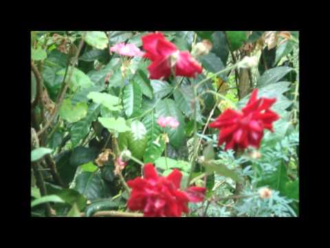 Puño de Tierra Lalo Rodriguez.wmv