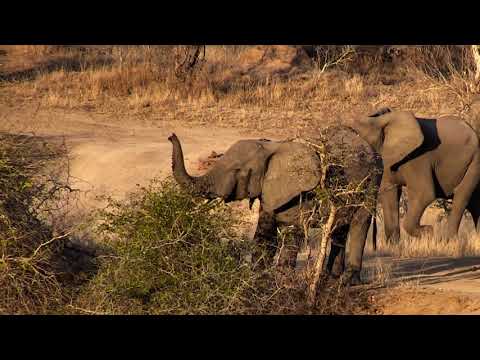 Djuma: Two Elephant bulls - 17:04- 08/29/18