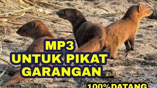 Download lagu Suara pikat Garangan Ampuh 100% langsung nongol. mp3 Download lagu Suara pikat Garangan Ampuh 100% langsung nongol. mp3