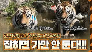 [🐯HO랑이 ] EP.3 이번엔 진짜 도망쳐야 돼!🚨잡히면 가만 안 둔다! | 무궁, 태범