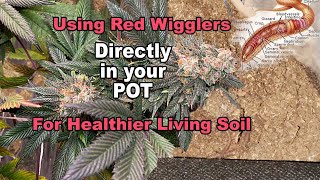 How To Grow Weed With Red Wiggler Composting Worms IN YOUR POTS!