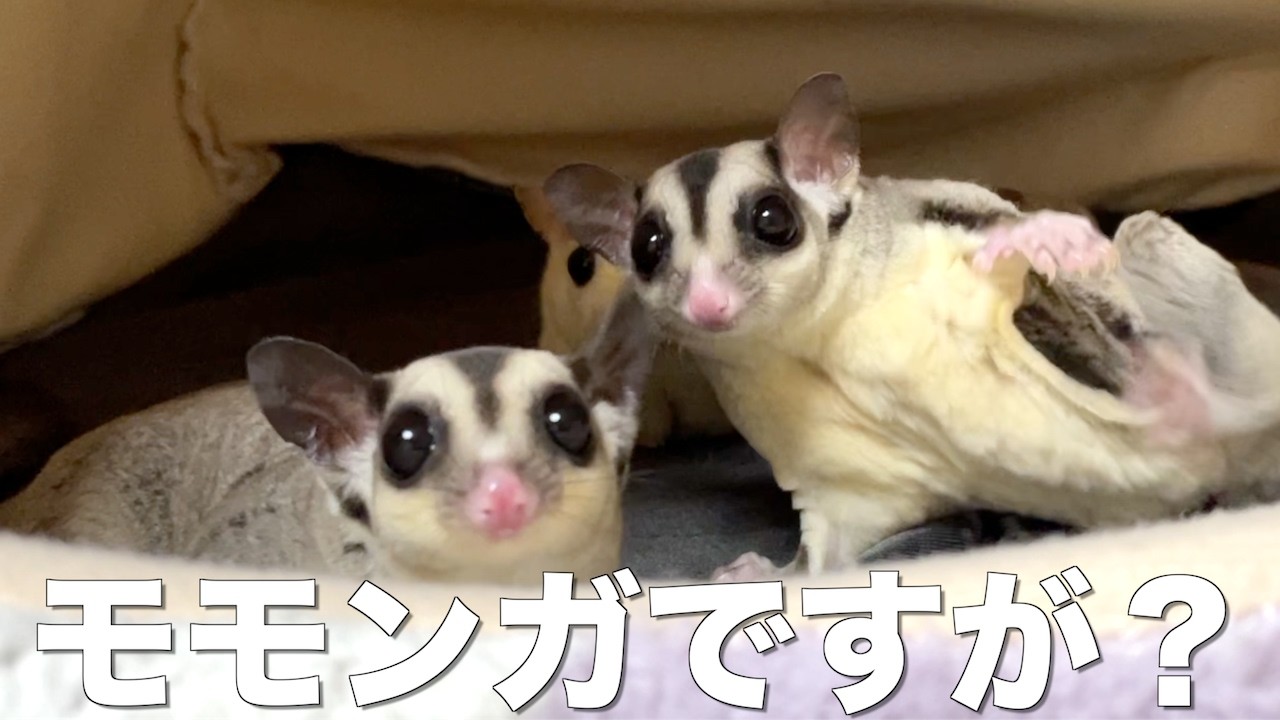 我が家の家族！わちゃわちゃすぎるモモンガ日記