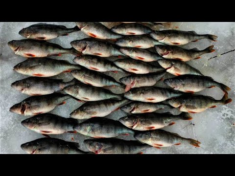 PILKILLÄ | (K18) MÖKKIREISSU PÄIVÄ 2 RÄÄKKYLÄ/ORIVESI